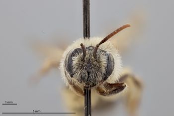 Media type: image;   Entomology 773042 Aspect: head frontal view